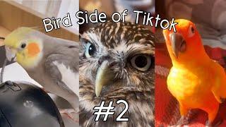 Bird Side Of TikTok #2
