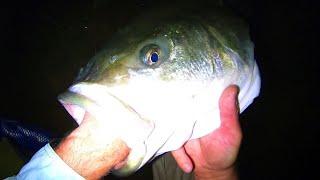 Night MONSTER Fish on the Beach!