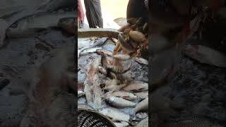 fish selling process #shortsvideo #fish #fishing #youtubeshorts