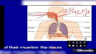 Organs of Respiratory system, Anatomy and physiology