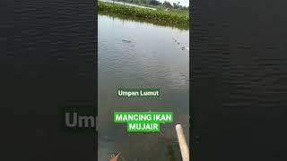 mancing ikan mujair pake umpan lumut #shorts #mancingmujair#umpanlumut