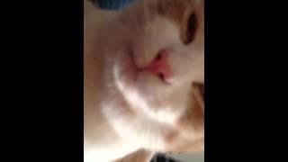 Hilarious cat mouth noise