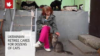 The Ukrainian retiree caring for dozens of cats