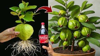 New Techniques To Propagating Guava Tree From Guava Fruit Using Coca-Cola | Growing Guava