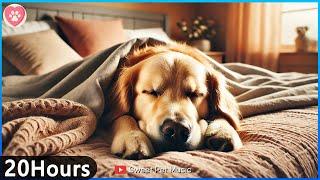 20 Hours of Calming Music for DogsSeparation Anxiety ReliefPet Relax Music🩷Dog Relaxation