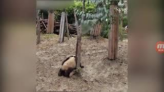 Панда упала с дерева