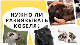 Нужно ли вязать кобеля или нет? полезна ли вязка для здоровья?  Что будет если развязать кобеля