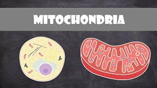 Mitochondria Structure & Function | Cell Biology