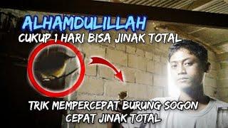 Burung hasil pikat bisa jinak total || menjinakan burung sogok ontong hasil pikat cukup satu hari