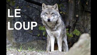 Le loup (documentaire)