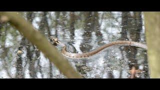 Grass snake swimming