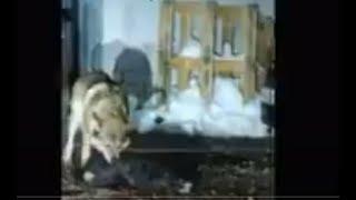 Нападение волков на собак  Часть 2 Attack of wolves on dogs