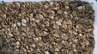 SG almond nut/walnut color sorter separation of shell and kernel