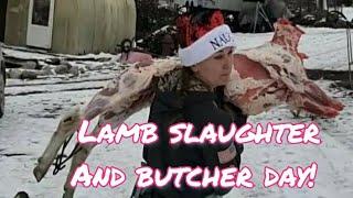 Lamb slaughter and butcher. Feeding my family!