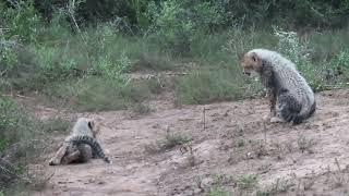 Playful cheetah cubs | Kariega Game Reserve