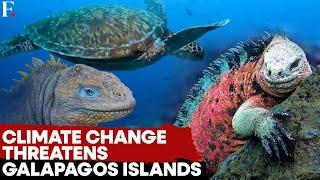 The Galapagos Islands and its Unique Creatures at risk from Warming Waters