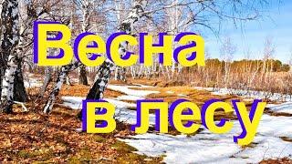 Весна в лесу