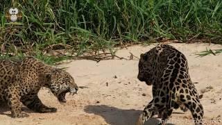 Pertarungan Sengit Penguasa Rimba Pedalaman AMAZON