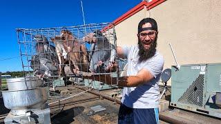 Trapping Beautiful Pigeons and Getting a New Rooster for the Farm!!!