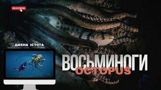 Восьминіг. Все про цих ДИВНИХ тварин. Розумні, сильні, цікаві та дивні #дикаприрода #цікаво #факти