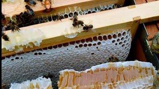 BAL ALMAK İSTEYEN BU SİSTEMİ YAPSIN KOVAN BİRLEŞTİRME #beekeeping #kovan #petek #arıcılık #anaarı