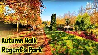 Regent's Park London Walk | A Splendid Autumn Stroll in a Royal Park