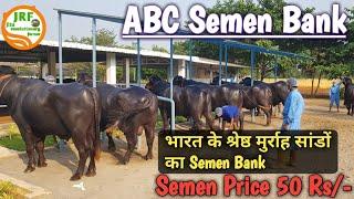  #ABC #Semen #Bank,  Andhra Pradesh. (98126 99641) #World #Class Murrah Bulls.