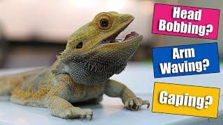 Bearded Dragon Behaviors Explained