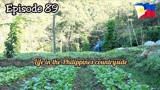 How I work in our mini-farm? | Life in the Philippines countryside #buhayprobinsya