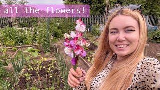 The plants are finally out! Allotment Vlog  Ep.24 