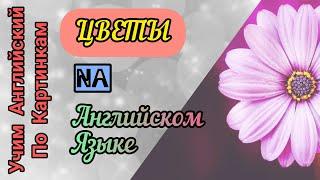 Учим названия цветов на английском языке По картинками