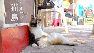 イスタンブールの猫島に移住したくなるネコ動画