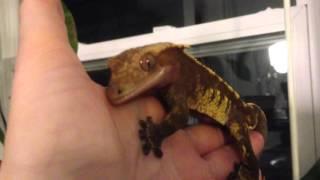 Crested gecko bites and sings to my hand