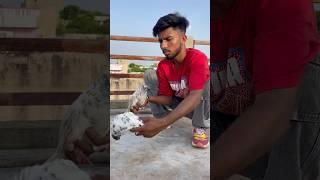 Kabuter ki gf mar gai ️#pigeon #sad #birdslover #shortsfeed #ytshorts #viralvideo ️