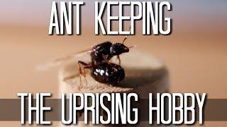 The Small but Rising Hobby of Ant Keeping