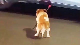 A Stray Dog Pierced by an Arrow Wanders on the Road, Waiting for Death