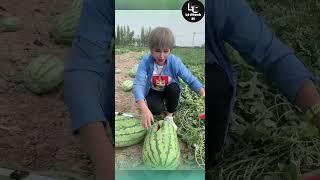 Farm fresh ninja fruit cutting #44 | Ly Chynh St  #shorts