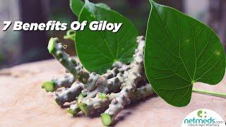 7 Potent Benefits Of Giloy