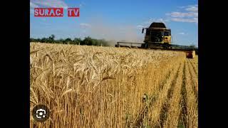 CAMIŞ BALASIN VƏ DİNC TORPAĞLARA SUPZİDİYA VERİLƏCƏK