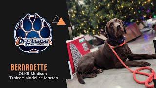 Bernadette 3 Y/O Labrador | Well Mannered Lady | Madison Dog Trainers