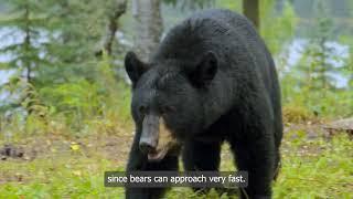 Alberta Parks - How to Use Bear Spray