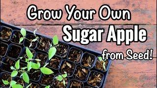 Grow Your Own Sugar Apple from Seed!