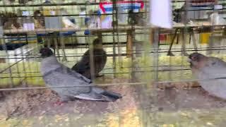 SIRIYAN SWIFT PIGEONS @ MELBOURNE PIGEON SOCIETY ANNUAL SHOW 2022 SIRIYAN SWIFT