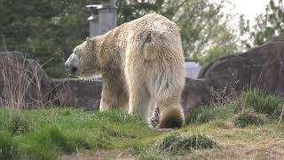 Detroit Zoo | Saving Wildlife: Polar Bear Conservation