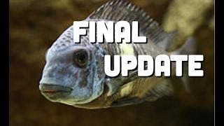 Final Tropheus Colony Update