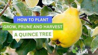 How To Plant, Grow, Prune and Harvest A Quince Tree