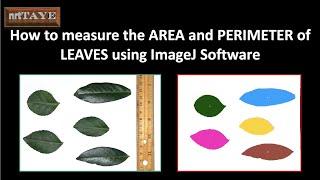 How to measure the AREA and PERIMETER of leaves using ImageJ Software