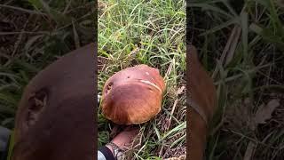 Porcini boletus edulis