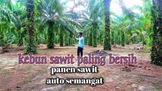 kebun sawit paling bersih