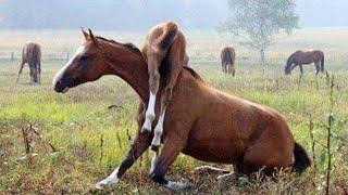 The FUNNIEST Horse  Best Videos Compilation For Your Laugh